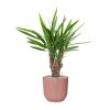 57352 yucca elephantipes v obalu vibes fold substrat vulkastrat prumer 25 cm