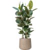 57379 ficus elastica robusta v obalu rough substrat vulkastrat prumer 34 cm
