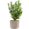 57412 ilex crenata dark green v obalu terra cotta substrat s mulcovaci kurou prumer 30 cm