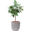 57436 ficus elastica robusta v obalu capi nature groove nl hydroponie prumer 43 cm