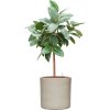 57439 ficus elastica robusta v obalu cylinder hydroponie prumer 40 cm