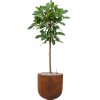 57469 ficus cyathistipula v obalu static grc substrat vulkastrat prumer 40 cm