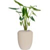 57517 alocasia zebrina v obalu baq polystone coated plain substrat vulkastrat prumer 45 cm