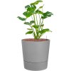 57541 monstera deliciosa v obalu greensense aqua care hydroponie prumer 30 cm