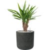 57589 yucca elephantipes v obalu rough substrat vulkastrat prumer 24 cm