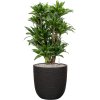 57619 dracaena fragrans compacta v obalu capi nature rib nl substrat vulkastrat prumer 43 cm