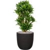 57622 dracaena fragrans compacta v obalu capi nature rib nl substrat vulkastrat prumer 43 cm