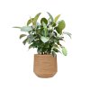 57688 ficus elastica robusta v obalu baq dune hydroponie prumer 41 cm
