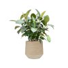57691 ficus elastica robusta v obalu baq dune hydroponie prumer 41 cm