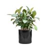 57694 ficus elastica robusta v obalu cylinder hydroponie prumer 40 cm