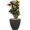57703 croton codiaeum variegatum petra v obalu baq polystone plain substrat vulkastrat prumer 40 cm