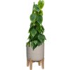 57733 philodendron scandens v obalu rough with feet low substrat vulkastrat prumer 29 cm