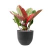 57736 philodendron prince of orange v obalu artstone substrat vulkastrat prumer 33 cm