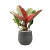 57742 philodendron prince of orange v obalu esra substrat vulkastrat prumer 31 cm