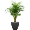 57760 dypsis areca lutescens v obalu baq polystone plain substrat vulkastrat prumer 40 cm