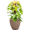57775 philodendron painted lady v obalu baq polystone rough hydroponie prumer 50 cm