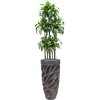 57781 dracaena fragrans dorado v obalu baq luxe lite universe wave hydroponie prumer 33 cm