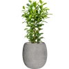 57811 ficus microcarpa moclame v obalu baq polystone coated plain substrat vulkastrat prumer 42 cm