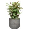 57820 calathea makoyana v obalu cement stone substrat vulkastrat prumer 32 cm