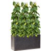 57850 philodendron scandens brasil v obalu baq terrazzo substrat vulkastrat