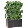 57853 philodendron scandens v obalu baq terrazzo substrat vulkastrat