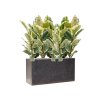 57862 ficus elastica tineke v obalu baq terrazzo substrat vulkastrat