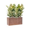 57868 ficus elastica tineke v obalu baq terrazzo substrat vulkastrat