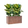 57871 ficus elastica robusta v obalu baq terrazzo substrat vulkastrat