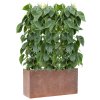 57877 philodendron scandens v obalu baq terrazzo substrat vulkastrat