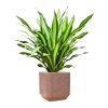 57895 dracaena fragrans burley v obalu baq terrazzo substrat vulkastrat