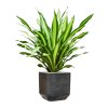 57898 dracaena fragrans burley v obalu baq terrazzo substrat vulkastrat