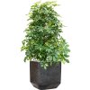 57901 schefflera arboricola gold capella v obalu baq terrazzo substrat vulkastrat