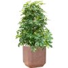 57904 schefflera arboricola gold capella v obalu baq terrazzo substrat vulkastrat