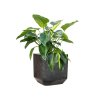 57922 philodendron green beauty v obalu baq terrazzo substrat vulkastrat