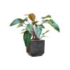 57925 philodendron red beauty v obalu baq terrazzo substrat vulkastrat