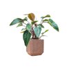 57928 philodendron red beauty v obalu baq terrazzo substrat vulkastrat