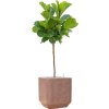 57940 ficus lyrata v obalu baq terrazzo substrat vulkastrat