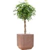 57943 schefflera arboricola gold capella v obalu baq terrazzo substrat vulkastrat