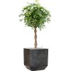 57946 schefflera arboricola gold capella v obalu baq terrazzo substrat vulkastrat