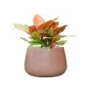 57961 philodendron prince of orange v obalu baq terrazzo substrat vulkastrat prumer 37 cm