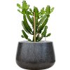 57967 euphorbia lactea v obalu baq terrazzo substrat vulkastrat prumer 37 cm