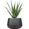 57979 aloe vera barbadensis v obalu baq terrazzo substrat vulkastrat prumer 37 cm