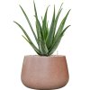 57982 aloe vera barbadensis v obalu baq terrazzo substrat vulkastrat prumer 37 cm