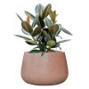 57985 ficus elastica abidjan v obalu baq terrazzo hydroponie prumer 37 cm