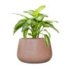 57988 dieffenbachia seguine reeva v obalu baq terrazzo hydroponie prumer 37 cm