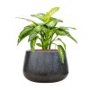 57991 dieffenbachia seguine reeva v obalu baq terrazzo hydroponie prumer 37 cm