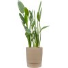 57994 strelitzia reginae v obalu chao substrat vulkastrat prumer 37 cm