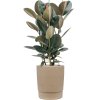 57997 ficus elastica abidjan v obalu chao substrat vulkastrat prumer 37 cm