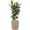 58003 ficus elastica robusta v obalu chao substrat vulkastrat prumer 37 cm