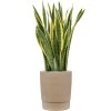 58006 sansevieria trifasciata laurentii v obalu chao substrat vulkastrat prumer 37 cm